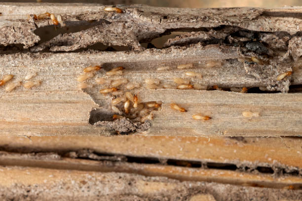 Best Local Pest Control Services  in Newcomerstown, OH